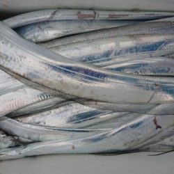 オーフリー 釣果