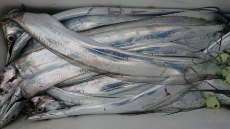 オーフリー 釣果