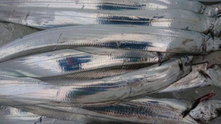 オーフリー 釣果