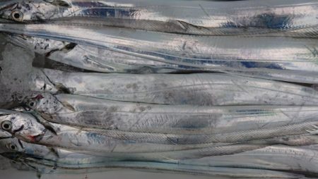 オーフリー 釣果