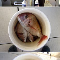 来温丸(らいおんまる) 釣果