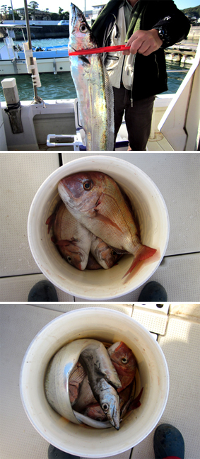 来温丸（らいおんまる） 釣果