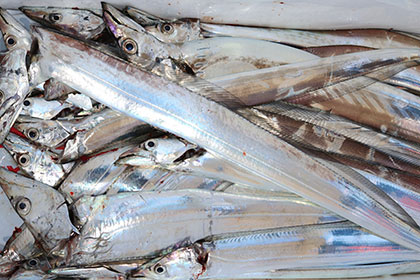 松本釣船２ 釣果