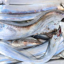 松本釣船２ 釣果