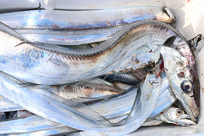 松本釣船２ 釣果