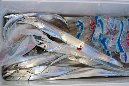 松本釣船２ 釣果