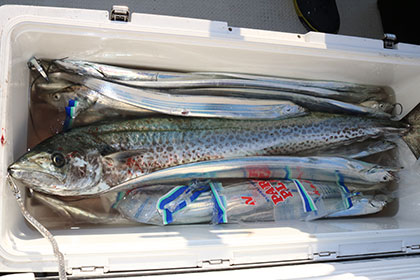 松本釣船２ 釣果