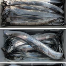 来温丸(らいおんまる) 釣果