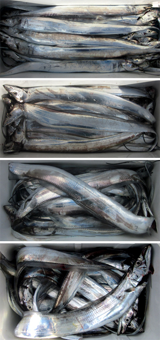 来温丸（らいおんまる） 釣果