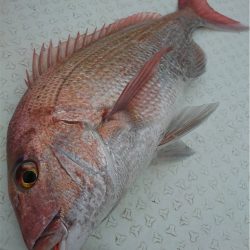 マタウマリンサービス 釣果