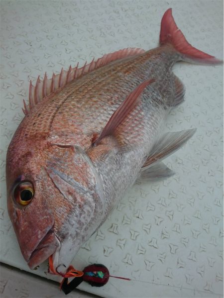 マタウマリンサービス 釣果