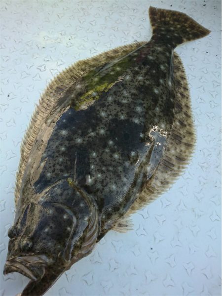 マタウマリンサービス 釣果