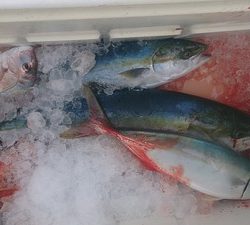 旭星釣りセンター 釣果