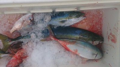 旭星釣りセンター 釣果