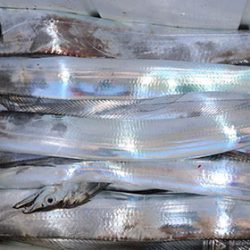 松本釣船２ 釣果