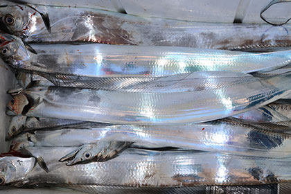 松本釣船２ 釣果