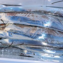 松本釣船２ 釣果