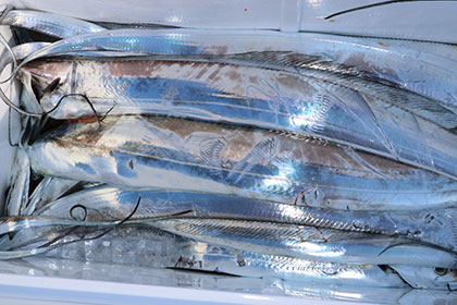 松本釣船２ 釣果