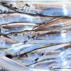 松本釣船２ 釣果