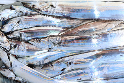 松本釣船２ 釣果