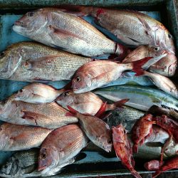 明神釣船 釣果