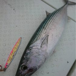 マタウマリンサービス 釣果