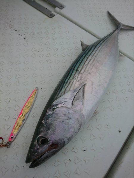 マタウマリンサービス 釣果