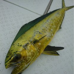 マタウマリンサービス 釣果