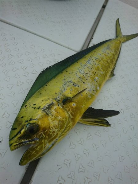 マタウマリンサービス 釣果