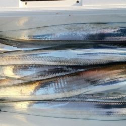 オーフリー 釣果