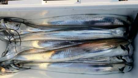 オーフリー 釣果