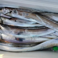 オーフリー 釣果