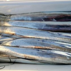 オーフリー 釣果