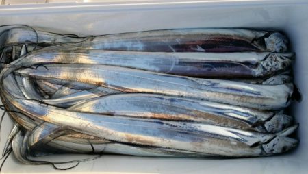 オーフリー 釣果