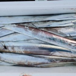 オーフリー 釣果