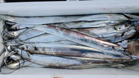 オーフリー 釣果