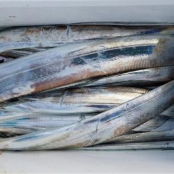 オーフリー 釣果