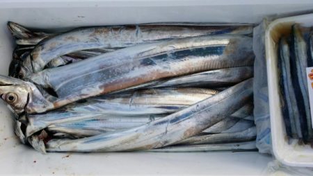 オーフリー 釣果