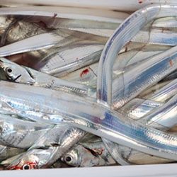 松本釣船２ 釣果