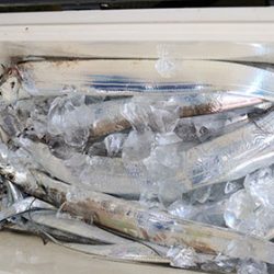 松本釣船２ 釣果