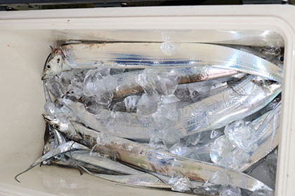 松本釣船２ 釣果