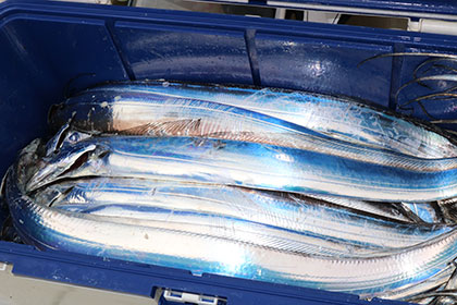 松本釣船２ 釣果