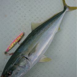 マタウマリンサービス 釣果