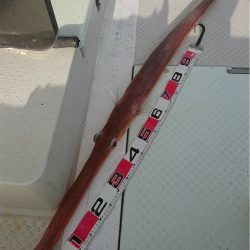 マタウマリンサービス 釣果