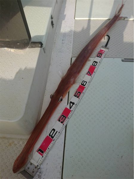 マタウマリンサービス 釣果