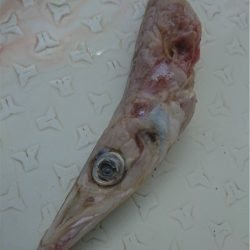 マタウマリンサービス 釣果