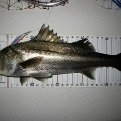 フルコンタクト 釣果