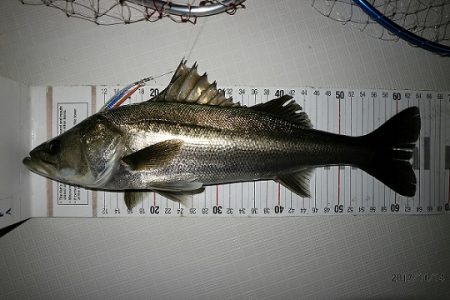 フルコンタクト 釣果