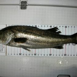 フルコンタクト 釣果