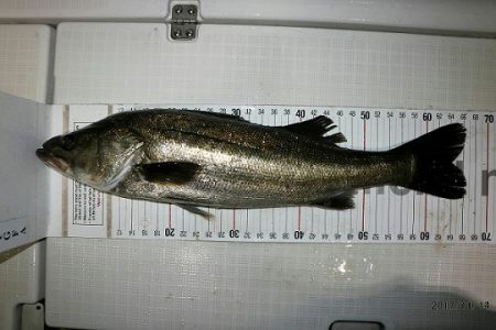 フルコンタクト 釣果